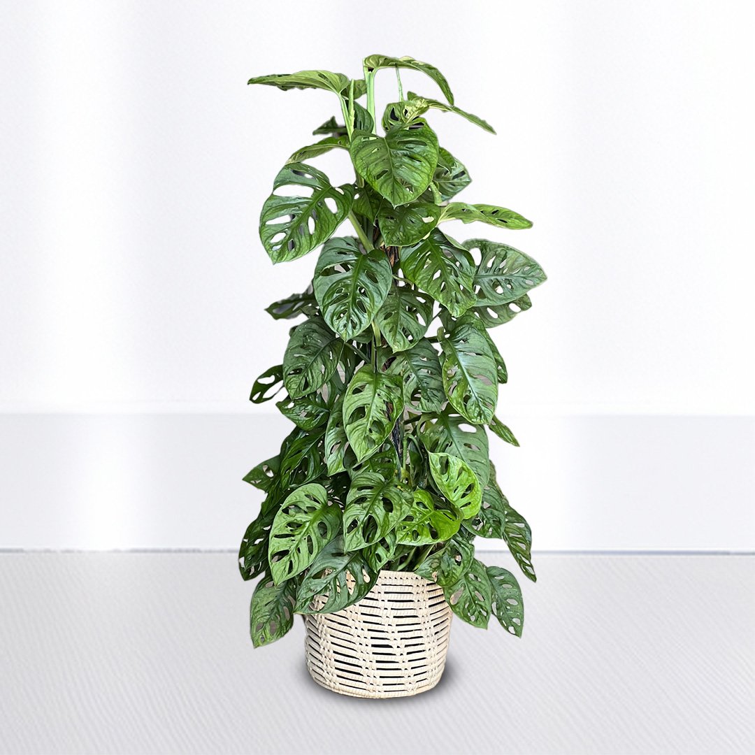 Monstera Adansonii
